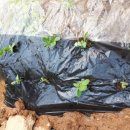 종업농장 이미지