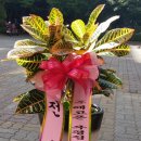 테크노 꽃나라 네이버블로그