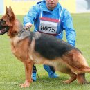 Re:CSV본부전 2018年CSV德国牧羊犬中国优胜繁殖展通知_2018-10.25-28 유견A 이미지