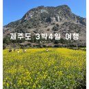 2024년 3월 3박4일 제주도 여행 후기(유채꽃)