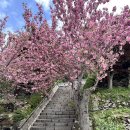 청룡사 | 하늘을 뒤덮은 분홍빛 구름, 청룡사 겹벚꽃 실시간 후기