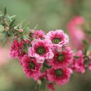 마누카 [뉴질랜드 차나무, 호주매화, Leptospermum scoparium] 이미지