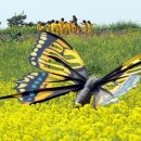 함평나비 - 1358 | 함평나비