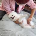잘살개(J·DOG) 이미지