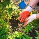 봄강아지 이미지