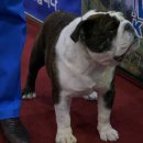 브루스인터내셔날 이미지