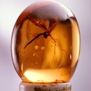 쥬라기동물병원 | 『쥬라기공원: 기원』 10부