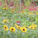 해바라기집밥 이미지