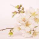 아몬드(Almond)