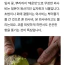 와사비 이미지
