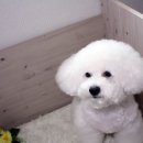 비비펫미용 이미지