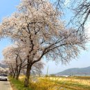 (주)아이제이푸드 | 천안 위례 벚꽃축제! 팝콘 가득한 벚꽃나무가 가득해요.(먹거리 정리)