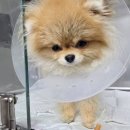 로지동물의료센터 이미지