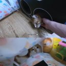 도리순이 이미지