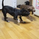 돼지두마리 이미지