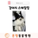 온정동물병원 이미지