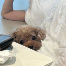 꼬순네 이미지