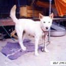 백구로-1 이미지