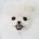 제리펫 이미지