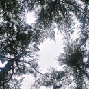 고성하나로마트후문4가 4 | [강원도] 양양오토캠핑장 소나무숲 애견동반가능한 송전해수욕장캠핑장