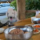 머무름 펫 이미지