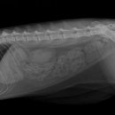 24시 글로리 동물병원 이미지