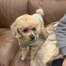 모닥 | 남양주 북한강 애견동반 카페 - 캠핑 불멍 가능한 <카페 모닥> 내돈내산 후기