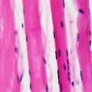 머슬메모리 이미지