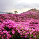 합천호스마일펜션 | 합천 반값여행으로 더 가볍게, 더 아름답게 합천호 스마일펜션에서 즐기는 특별한 1박 2일.합천펜션