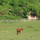 대관령 사파리 목장 이미지