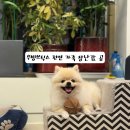 [강아지 노즈워크 장난감 추천] 무빙브릭스 천연 가죽 공 솔직후기