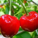 옥석농장 이미지