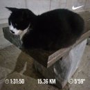 양평종합운동장 다목적경기장(보조구장) | [챌린지]매일10km 러닝 및 걷기 1145일차 인증 및 2024하반기 마라톤 일정