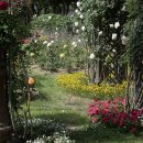 이곡장미공원 이미지