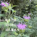 베르가못 모나르다 피스툴로사 야생화를 찾아서(325) 이미지