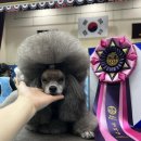 그루밍독 연구소 이미지