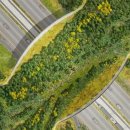 생태다리 이미지