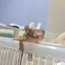 크레스티드게코 백스크린 추천! 보물찾기스토어 사용 후기