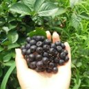 김옥수농장 이미지