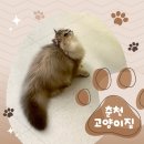 춘천고양이집