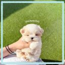 몽이 애견샵 이미지