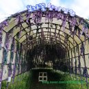 1004섬 박지도 민박 | 신안 퍼플섬,퍼플교 신안가볼만한곳