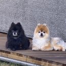 라인하트 애견호텔 유치원 이미지