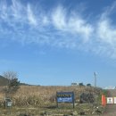 유채꽃프라자 | 제주 억새 명소 서귀포 유채꽃프라자 억새 후기 (11/26 방문)