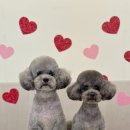 스퀘어독스 위례 이미지