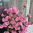 기리시마 이미지