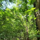 오두산 치유숲 이미지