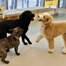 플러스펫 이미지