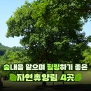 숲내음