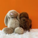 에르펫츠 강아지분양 고양이분양 다산점 | 에르펫츠-다산 푸들 강아지분양 알아보기